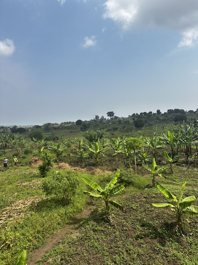 Banana plantations in Kyebitaka