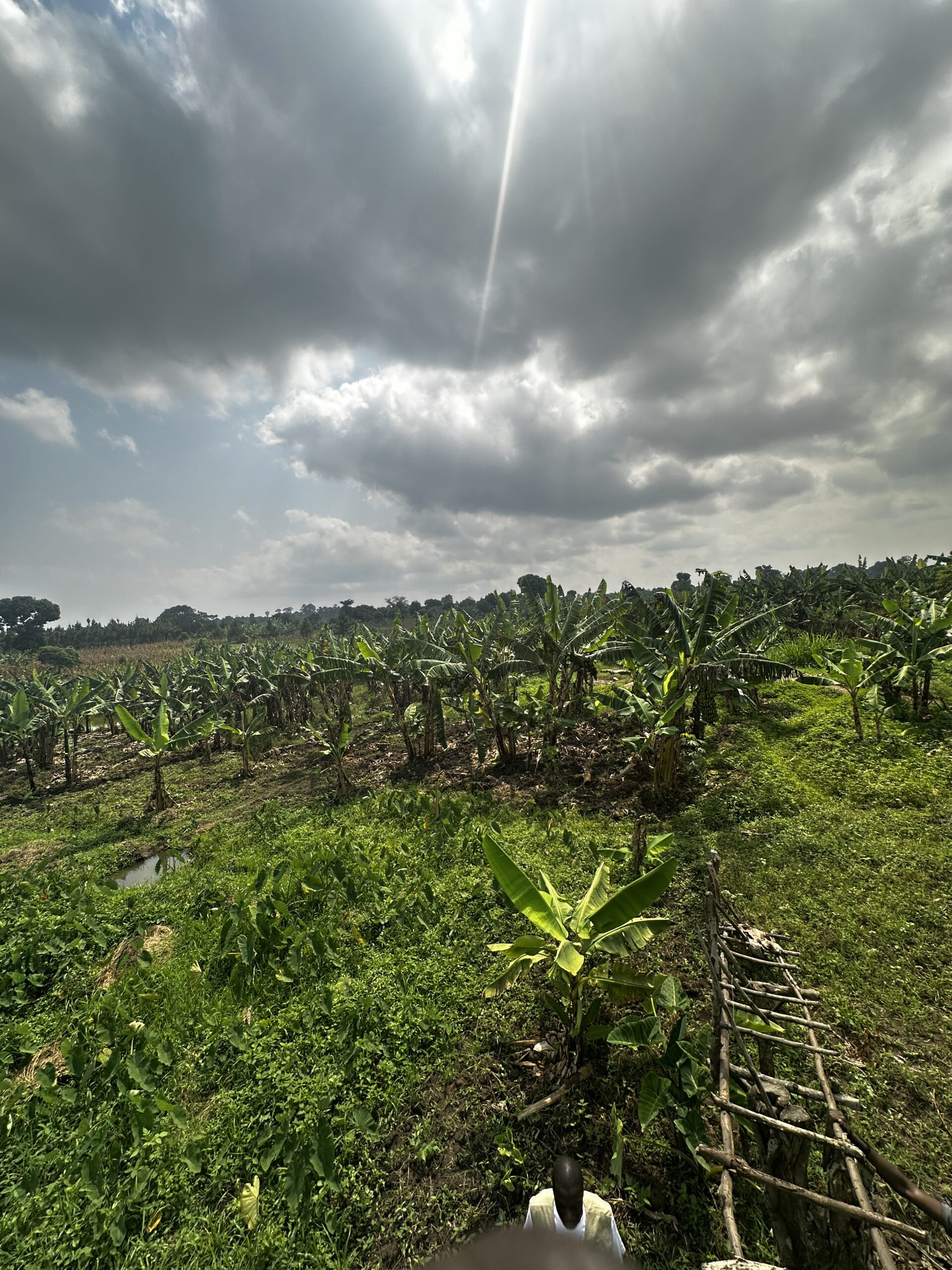 Empowering Women in Agriculture: The Heart of IGRAO Farm Livelihoods