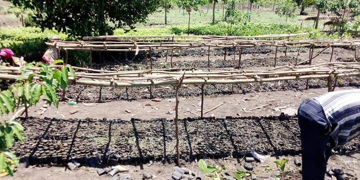 Matooke banana plantation